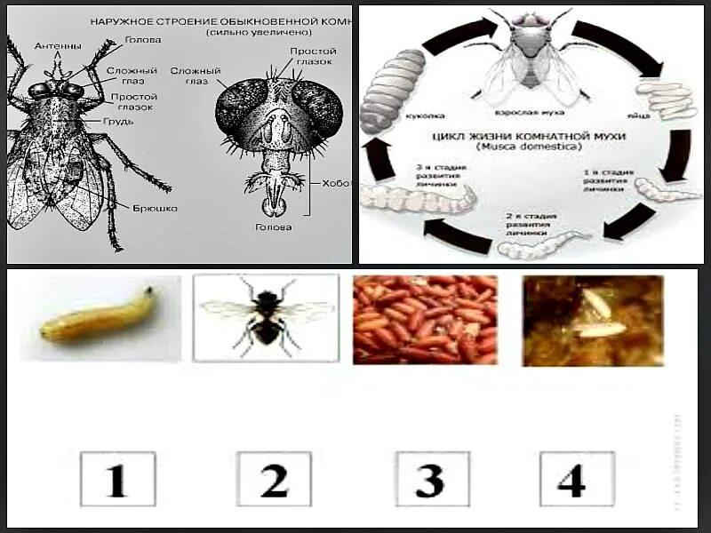 Сколько живут мухи. Стадии развития комнатной мухи Musca domestica. Стадий цикла развития комнатной мухи. Комнатная Муха сколько стадий развития. Муха домашняя жизненный цикл.