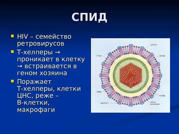 РНК вирусы ретровирусы. Онкогенные РНК-содержащие вирусы из семейства ретровирусов. Ретровирусы жизненный цикл. Ретровирусы возбудители.