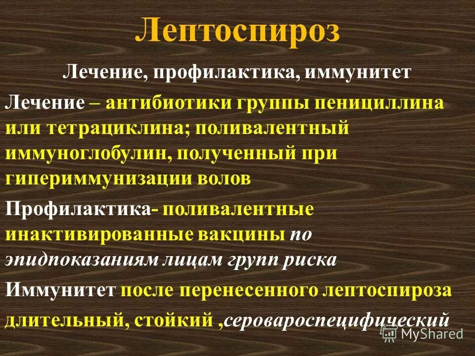 профилактика лептоспироза у животных. лептоспироз лечение. клинические проявления лептоспироза. лептоспироз клиника кратко. лептоспироз лечение.