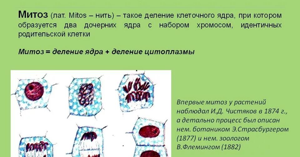 Какая наука изучает деление клеток. Деление ядра и клетки митоз. Митоз бесполое размножение. Деление цитоплазмы митоз. Способы деления фазы митоза.