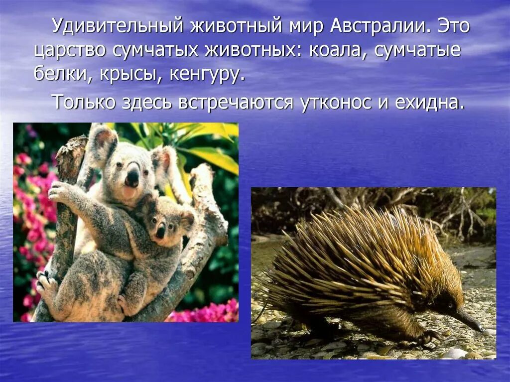Какие растения и животные встречаются в австралии. Обитатели австралии. растительный и животный мир австралии. удивительные животные австралии. презентация на тему животные и растения.
