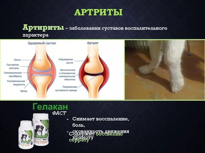 Заболевания воспалительного характера. Боль воспалительного характера. Болезнь суставов у щенков.