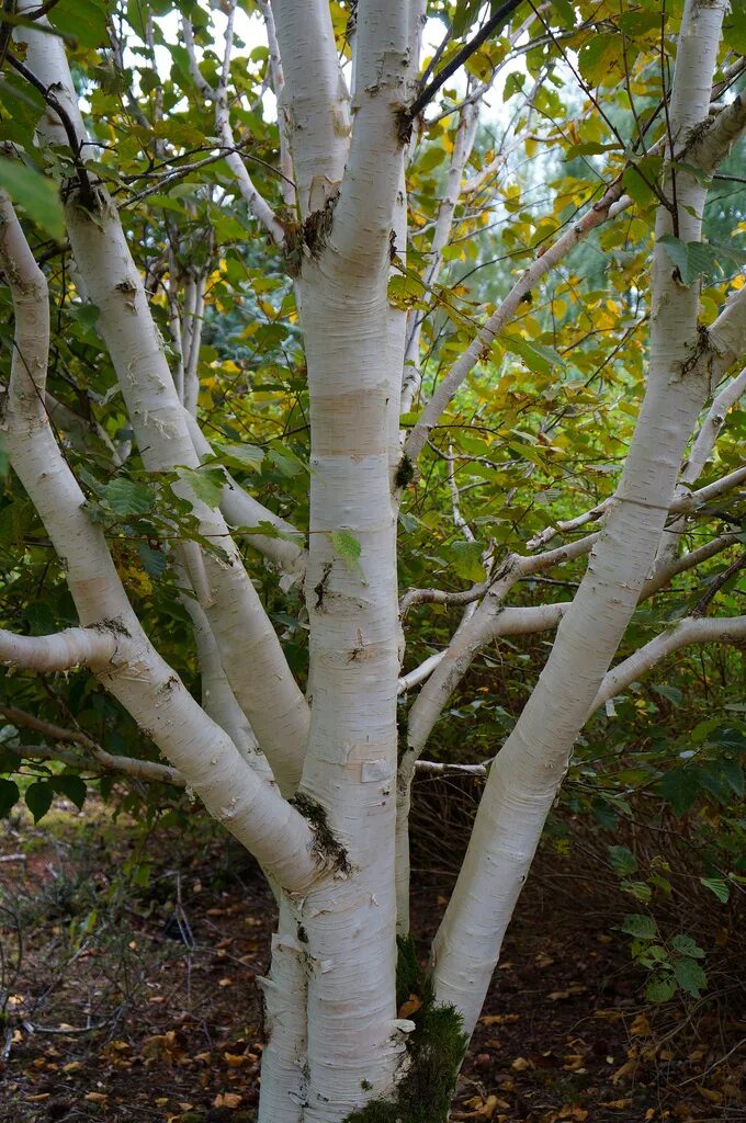 Береза жакмона `doorenbos` (betula utilis `doorenbos`). Дерево похожее на березу. Береза жакмона (betula jacquemontii). Береза жакмана. Тополь белый ствол.