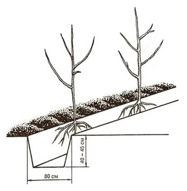 Колоновидные яблони схема посадки. Схема посадки колоновидных яблонь. Схема посадки саженца колоновидной яблони. Колоновидные деревья схема посадки. Колоновидная яблоня посадка и уход