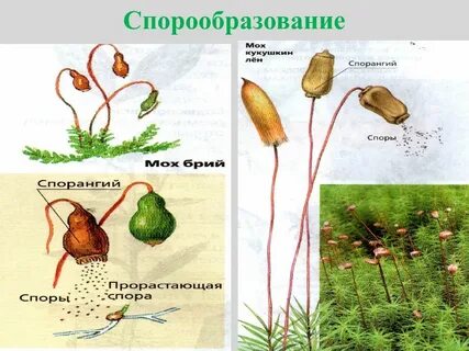Споры растений рисунок
