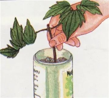 Как размножить клематис осенью