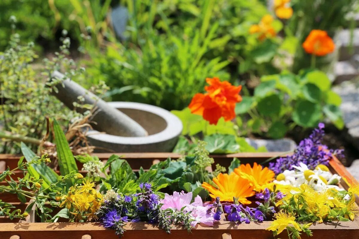Пряный сад. Клумба с лекарственными растениями. Пряно ароматический цветник. Сад с лекарственными травами. Клумба из ароматных трав.