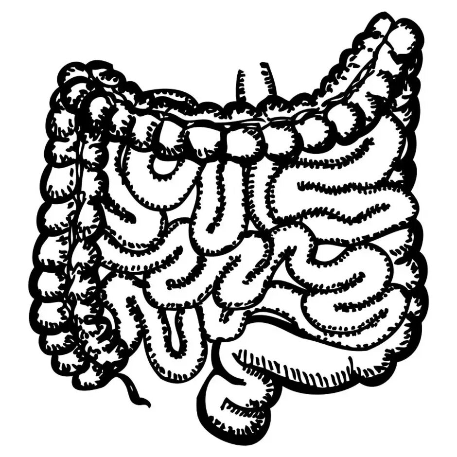Тонкая кишка человека рисунок. Тонкая кишка анатомия рисунок.