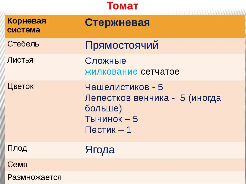 Особенности внешнего строения корня томата. Корневая система томатов. тип корневой системы томата. тип корневой системы у помидора. корневая система помидор.
