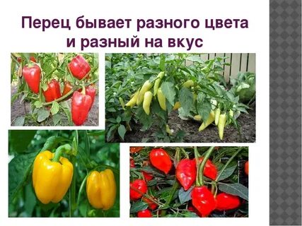 Сколько растет перец