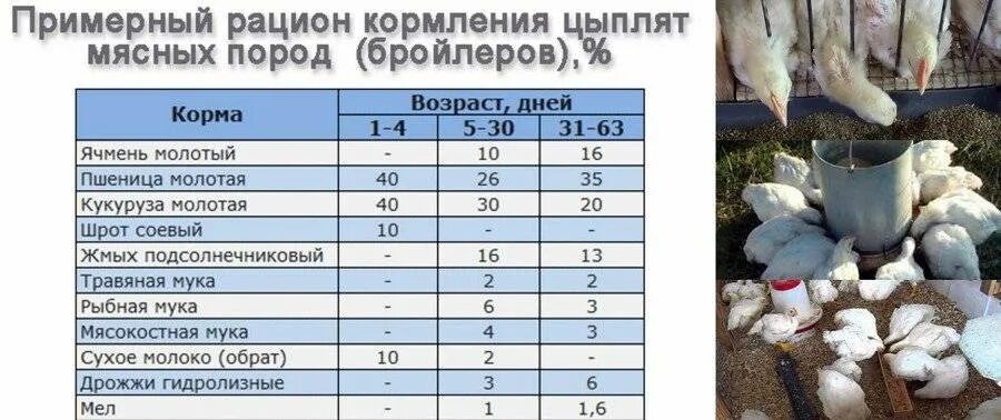 Рацион кормления бройлеров. Кормление бройлеров комбикормом таблица. схема кормления цыплят бройлеров. таблица кормления бройлеров кобб 500. таблица кормление бройлеров в домашних условиях.