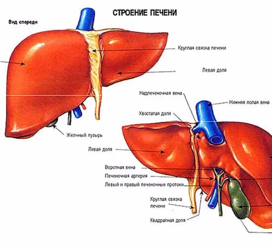 Внешнее строение печени. Внешнее строение печени
