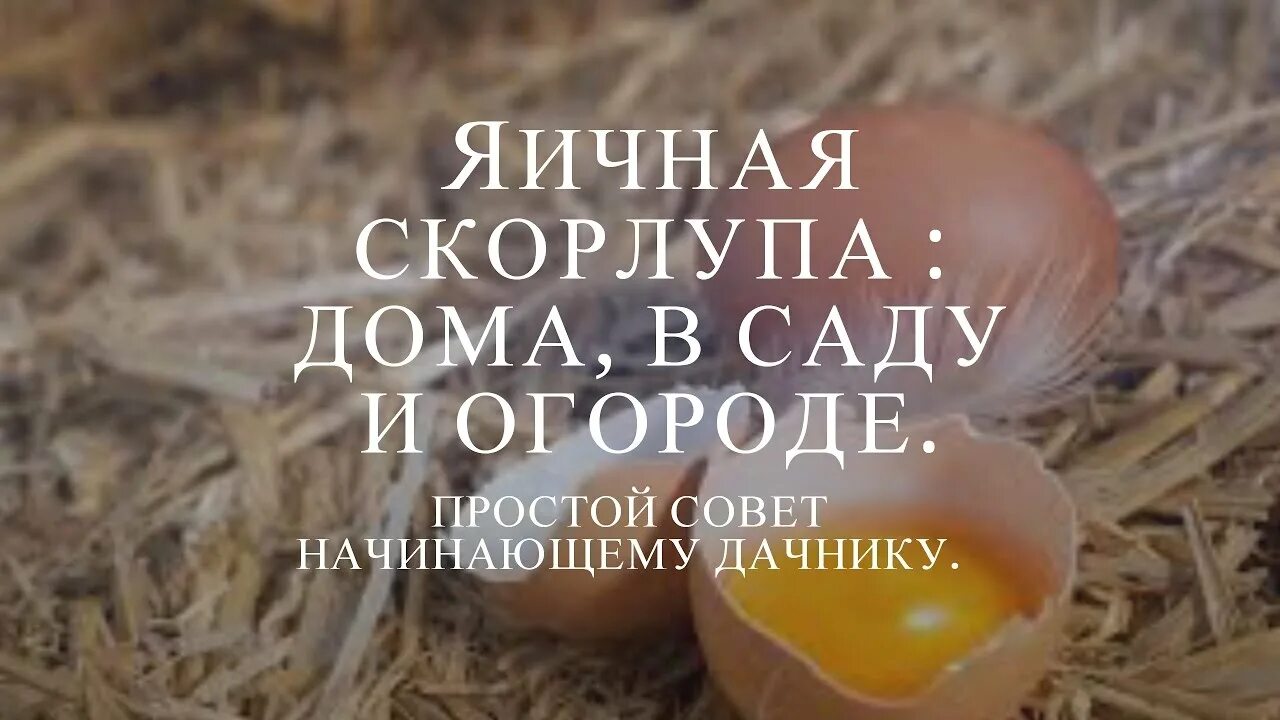 Как сделать подкормку из яичной скорлупы. Яичная скорлупа для огорода. скорлупа от яиц для огорода удобрение. яичная скорлупа для огорода применение. удобрение из яичной скорлупы для огорода.