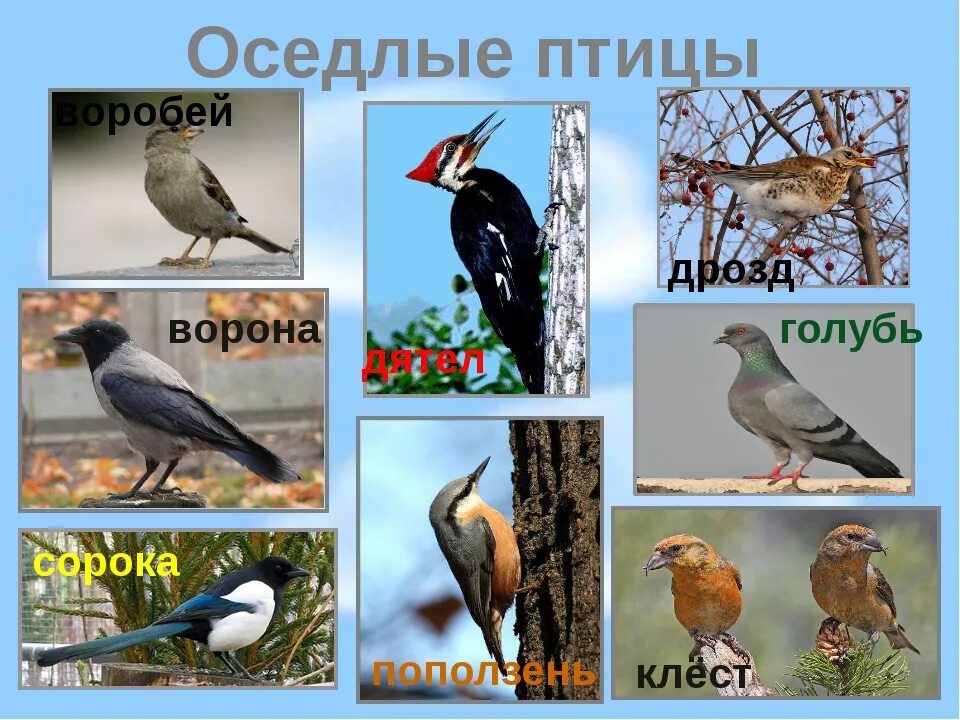 Какая птица является оседлой. Оседлые и перелетные птицы Урала. Оседлые зимующие и перелетные птицы. Оседлые Кочующие и перелетные птицы. Оседлые зимующие птицы.