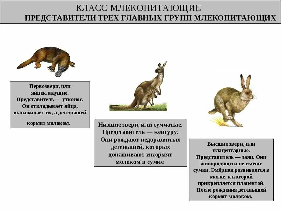 Размножение отряда млекопитающих. Сумчатые млекопитающие представители. Таблица отряды млекопитающих однопроходные сумчатые. Классификация млекопитающих Первозвери сумчатые и плацентарные. Высшие млекопитающие характеристика