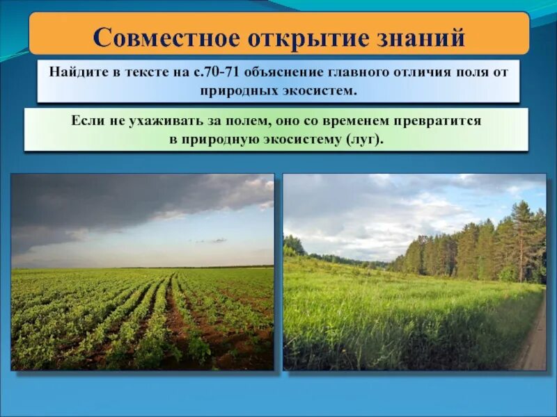 Экосистема поля. Биогеоценоз поля. Природное сообщество поле. Поле для презентации. Чем поле отличается от луга кратко