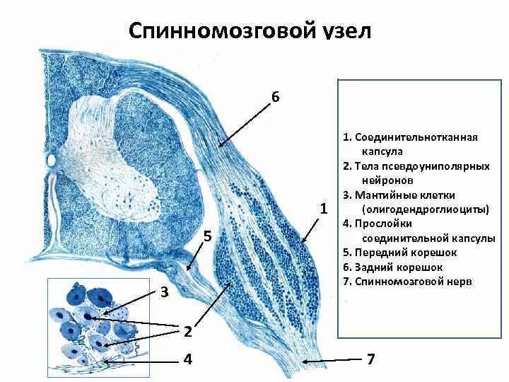 Спинномозговой чувствительный узел