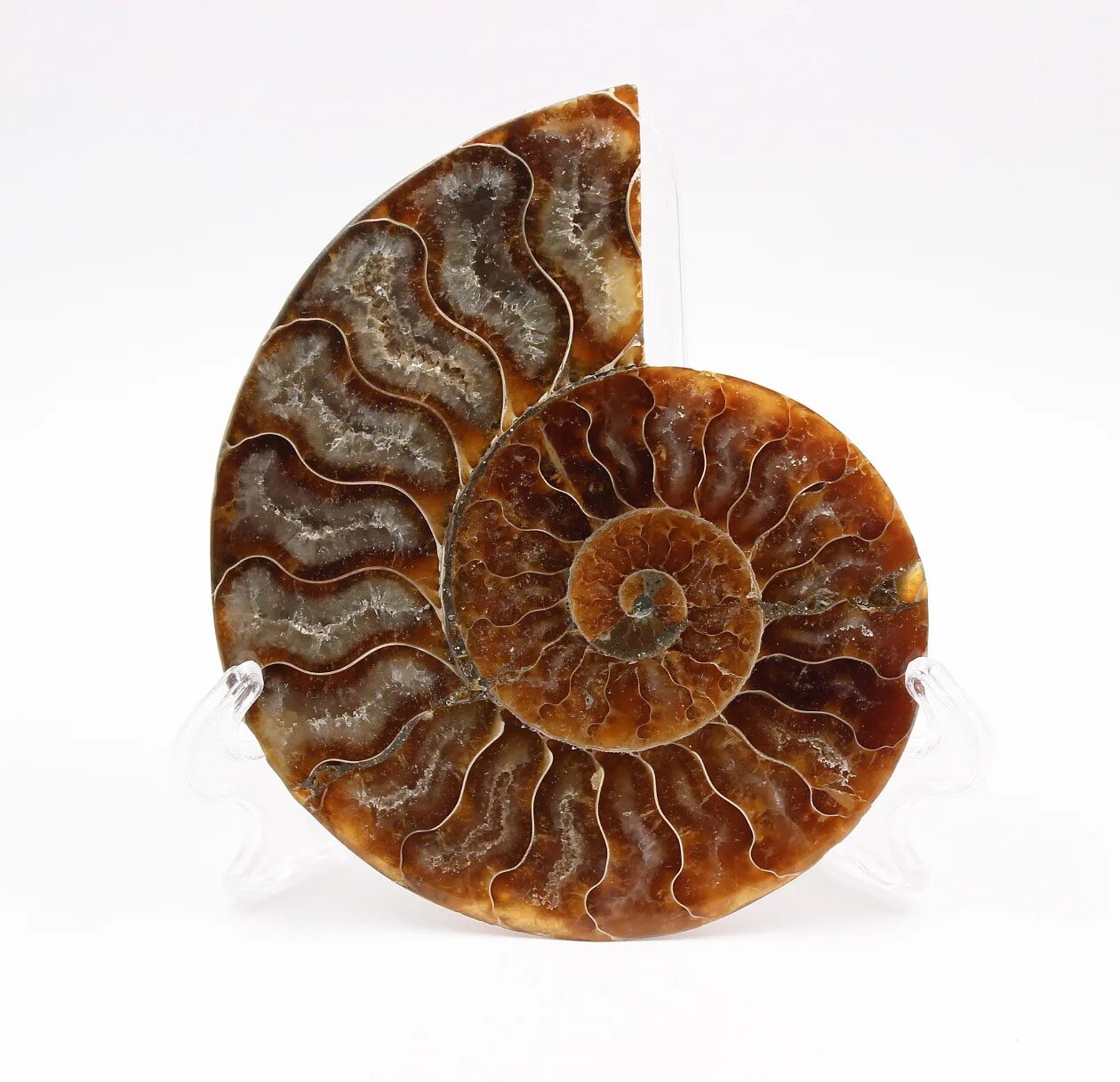 аммониты гарниерицерус. аммонит декор. аммонит. срез аммонита. аммонит cleoniceras.
