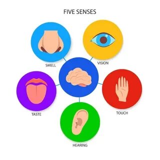 Human 5