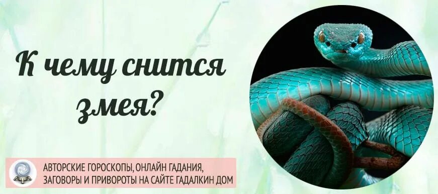 Толкование снов к чему снятся змеи. Увидеть змею во сне к чему это. К чему снится змея кобра. К чему снятся змеи много. Сонник к чему снятся змеи во сне.