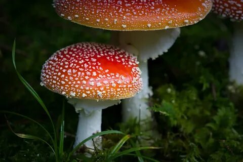 Amanita red