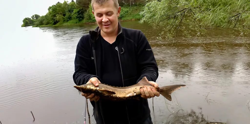 Стерлядь в Клязьме. Река Клязьма стерлядь. Самая большая рыба в Москве реке. Осетр в Клязьме. Клязьма какая рыба