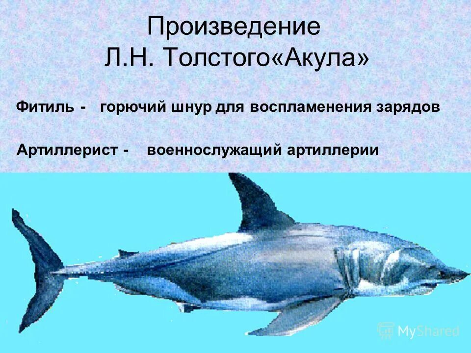 лев николаевич толстой акула. акула толстой жанр произведения. акула л н толстой отзыв. акула толстого план. толстого акула.
