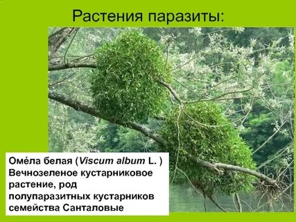 Растение паразит питается соком березы