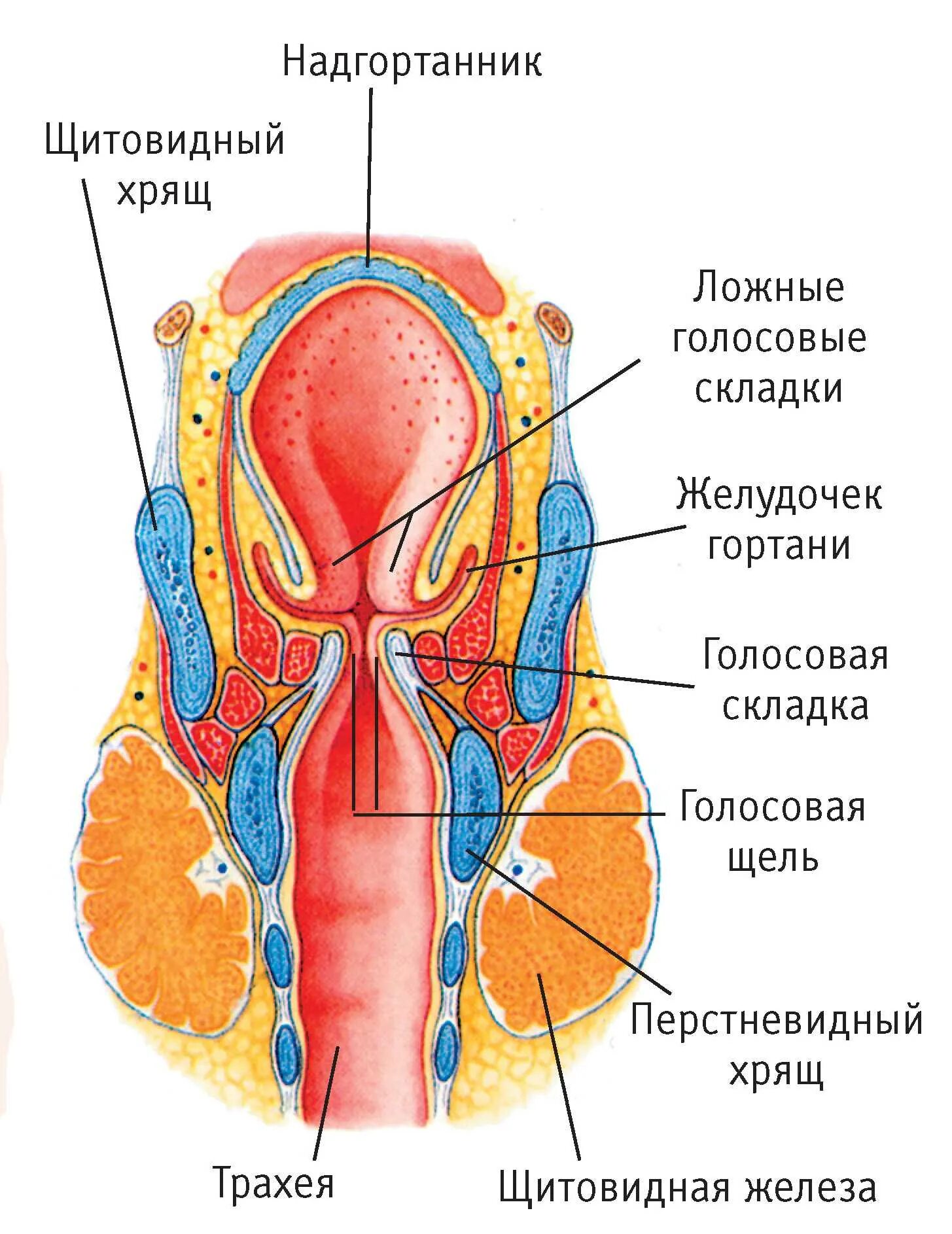 Где располагается гортань