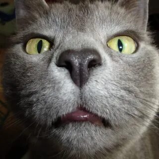 Кот ммм