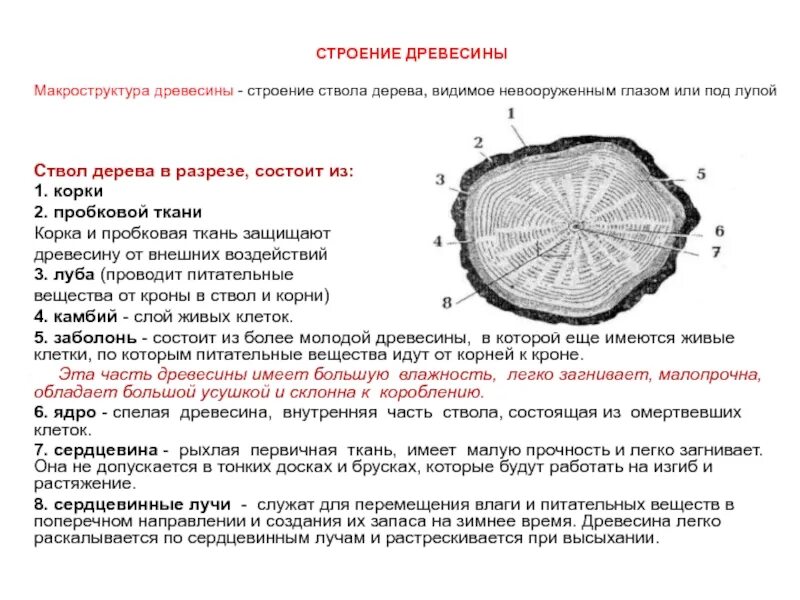 Функции древесины. Макроструктура древесины срезы. строение древесины макроструктура. строение древесных материалов макроструктура древесины. структура древесины макроструктура.