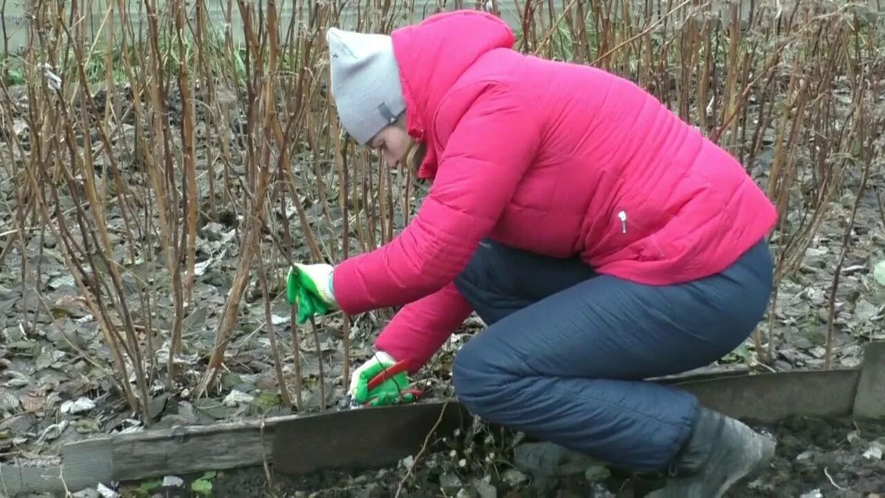 Малина уход весной после зимы. Подготовка малины к зиме осенью. Кусты малины весной. Весенняя подрезка малины. Подготовка малины к осени.