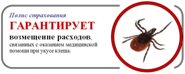 Страховка от клеща в новосибирске. Страхование от укуса клеща. Страхование от укусов клещей. Антиклещ страховка. Страхование от клеща реклама.