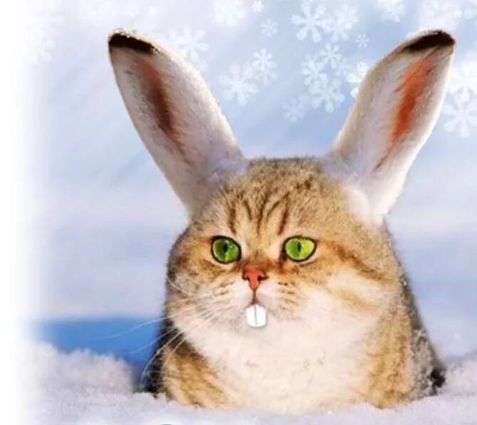 Карликовый баран кролик. Кот и заяц. Кролик и кошка. У домашнего кота как у зайца. Котята и крольчата.