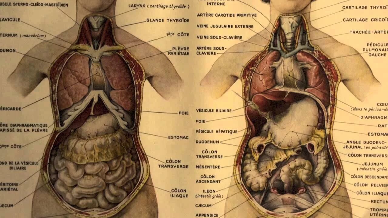 Анатомия человека расположение органов. Анатомия человека внутренние органы женщины. Атлас внутренних органов человека. Атлас внутренних органов женщины. Анатомический атлас женщины внутренние органы.