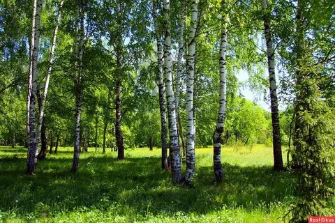 Белоствольные