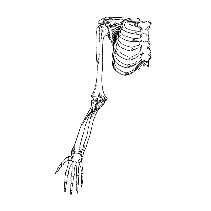 Строение конечностей рисунок. Рис. А скелет верхней конечности. Скелет верхней конечности сзади. Скелет верхней конечности руки. Скелет верхней конечности человека без подписей.