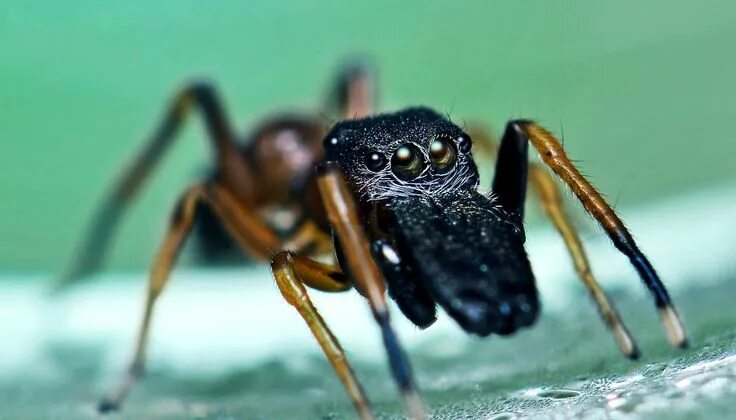 The Art of Disguise: Insects Camouflage and Mimicry Jumping spider, Animal adapt