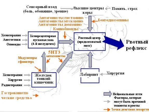 Механизм развития рвоты. Патогенез тошноты и рвоты. Рвота механизм возникновения. Акт рвоты физиология.