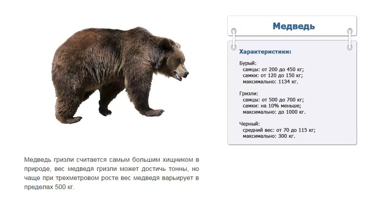 Сколько весит медведь Гризли в кг. Сколько в среднем весит бурый медведь. Средний вес бурого медведя в России. Рост бурого медведя в холке. Скорость интернета сибирский медведь