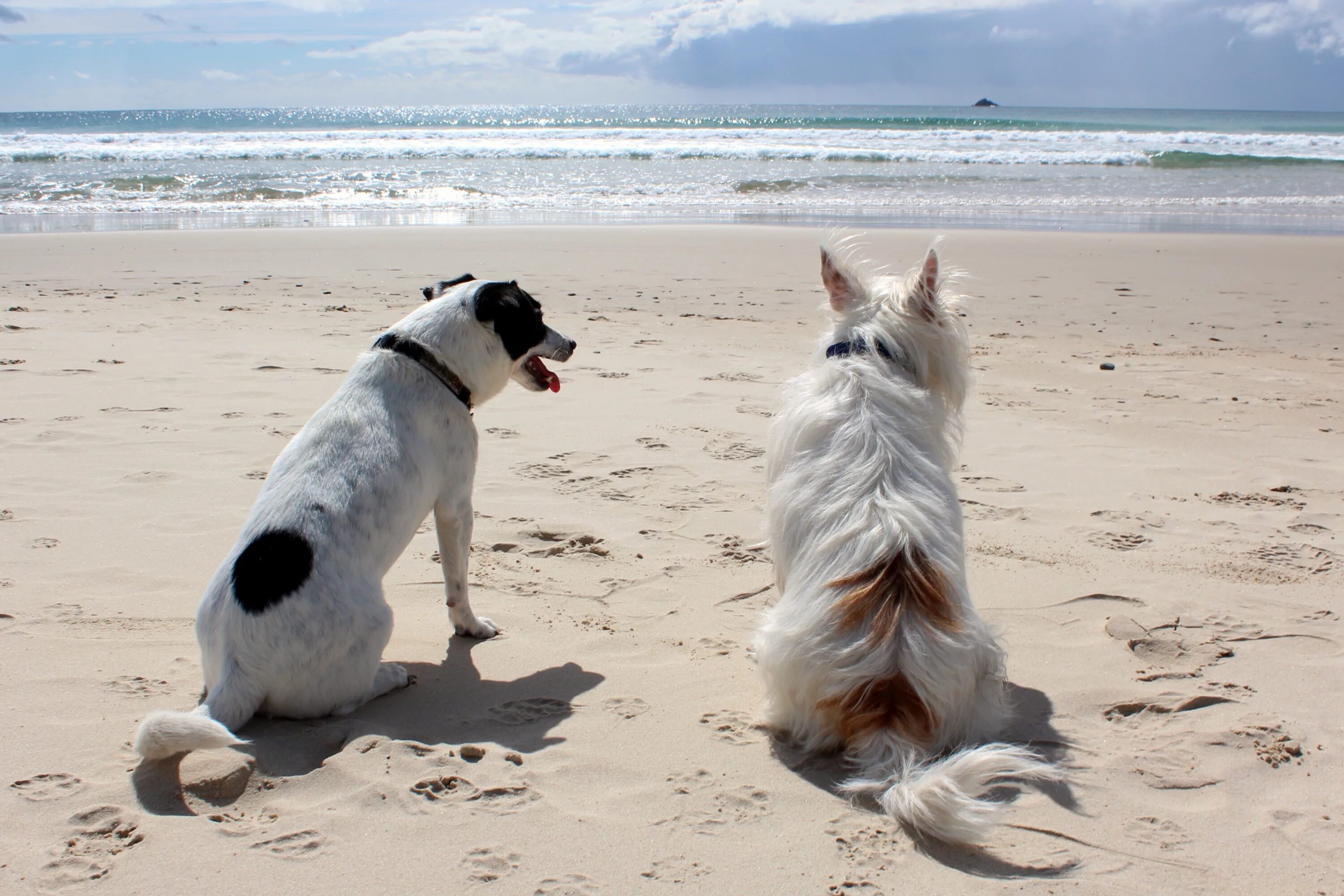 Хочется собаку. Собака на море. Смешные животные на пляже. Пес на пляже. Пляж собака море.
