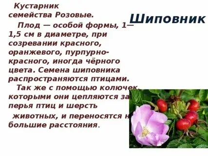 Шиповник дикий систематическое положение