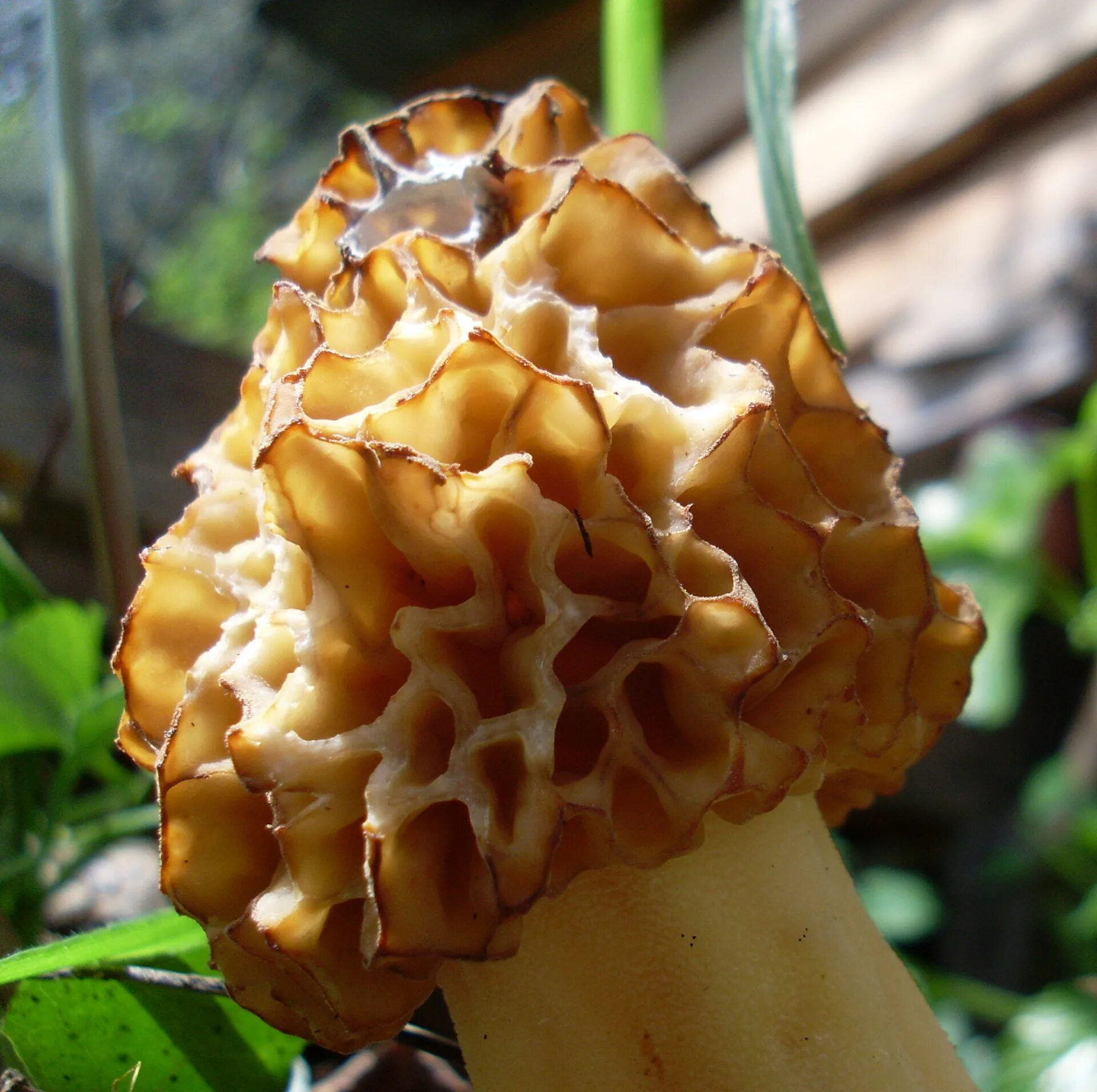 сморчковой волнистый. гриб строчок и сморчок. сморчок обыкновенный. сморчки коника. сморчок обыкновенный.