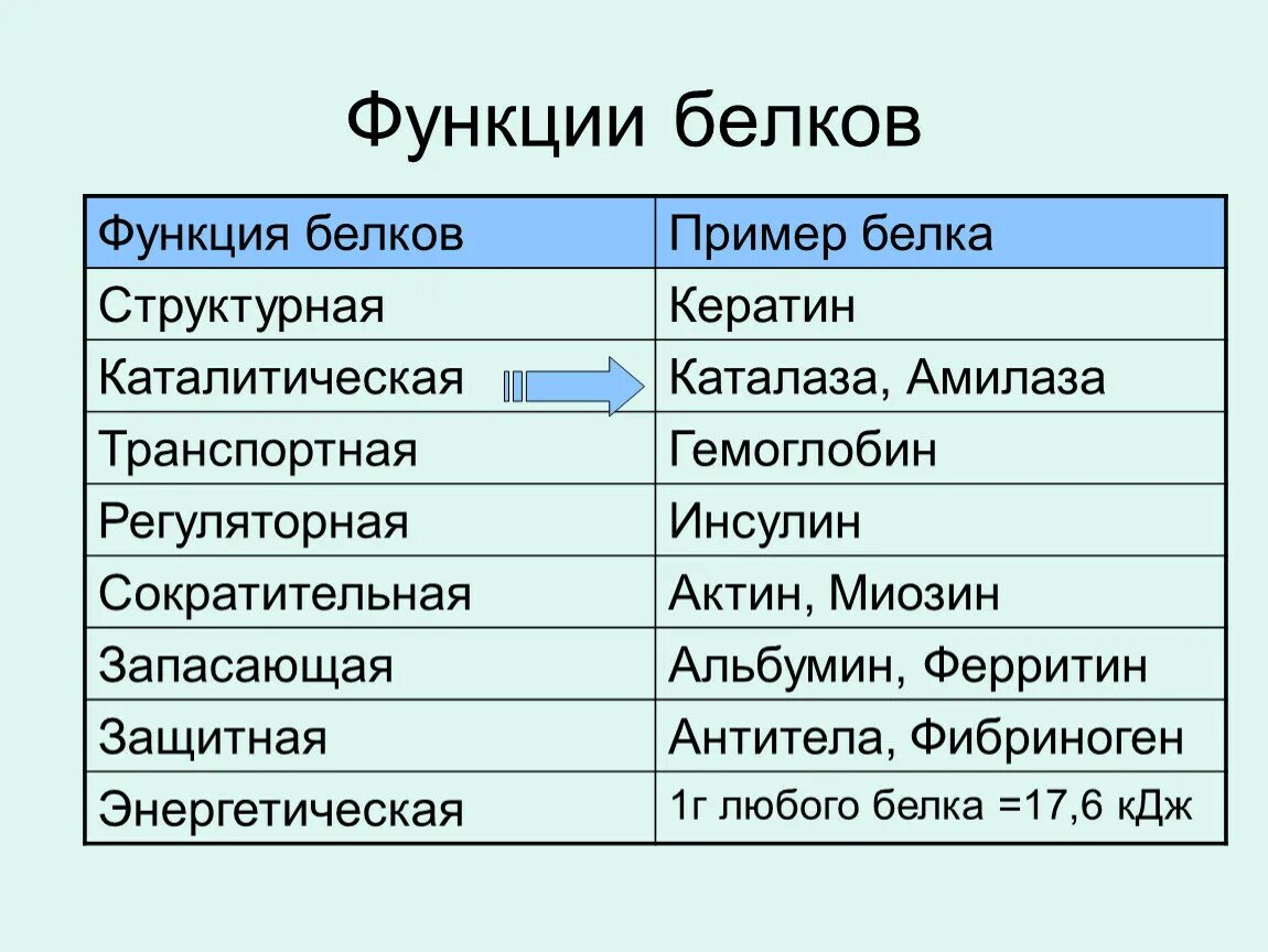 Функция структурная транспортная. Функции белков. Функции белков с примерами белков. Защитная функция белка примеры. Каталитическая функция белков примеры.