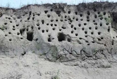 Скаты оврага