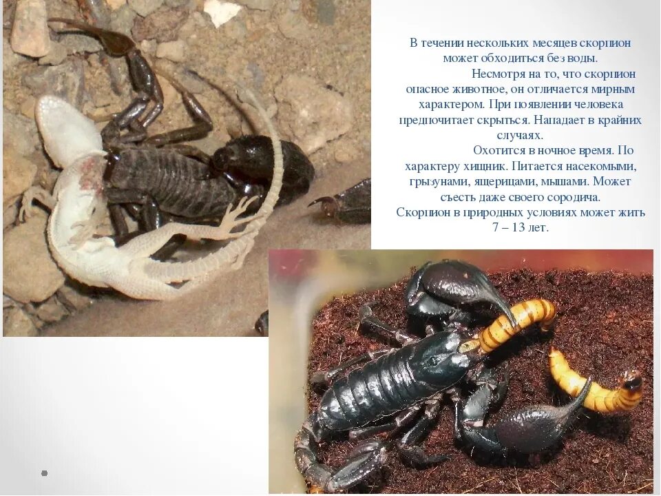 Скорпион мужчина характеристика. Почему скорпионов не берут на работу. Я скорпион. Почему скорпионов не берут на работу. Загадка про скорпиона.