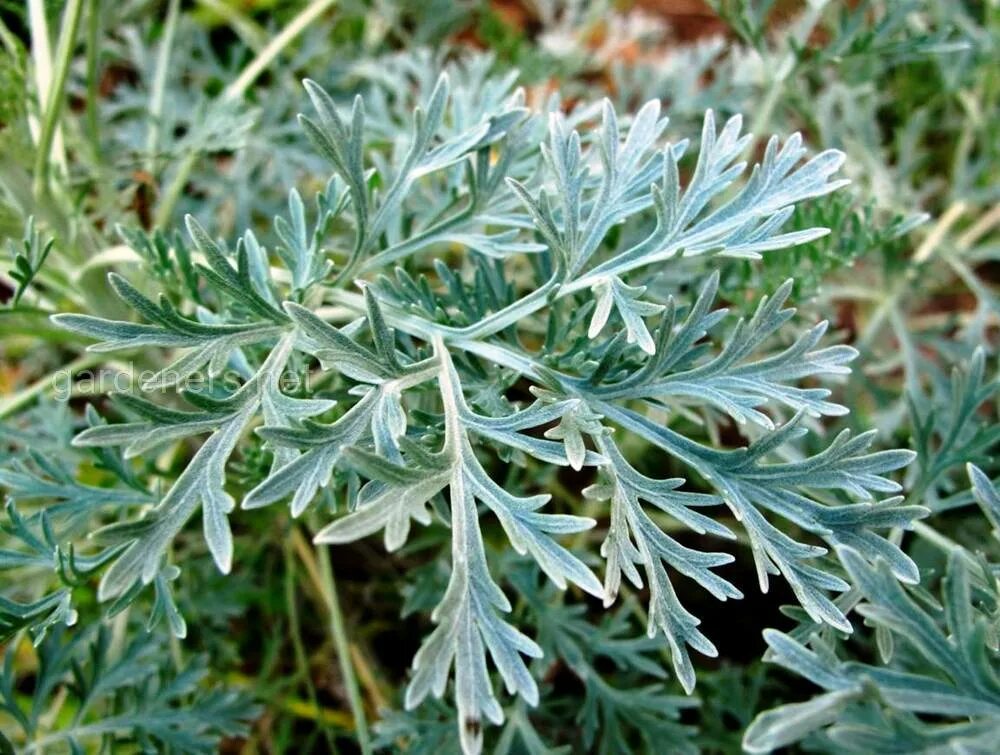 Полин дубков. Полин дубков. Полин дубков. Полин дубков. Цветы полыни.