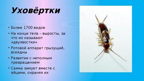 Уховертка выросты на конце туловища