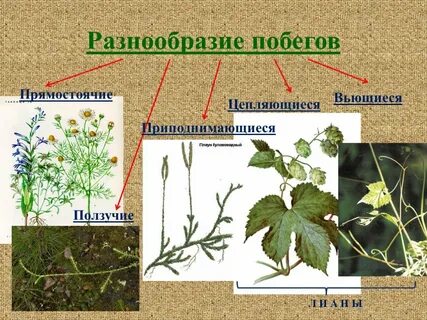 Разнообразие стеблей биология 6 класс
