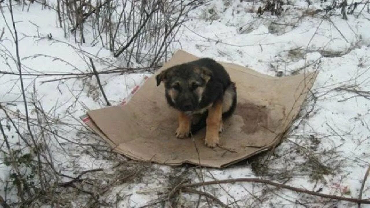 Бездомные собаки. Бездомный щенок. Брошенные животные. Бездомные животные зимой.